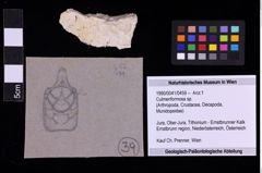 Foto (Objekt + Etiketten) von Culmenformosa sp. (NHMW-GEO-1990-0041-0459)